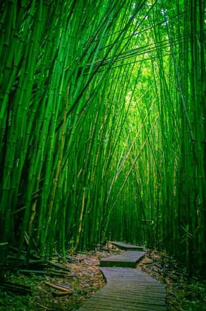 bamboo forest